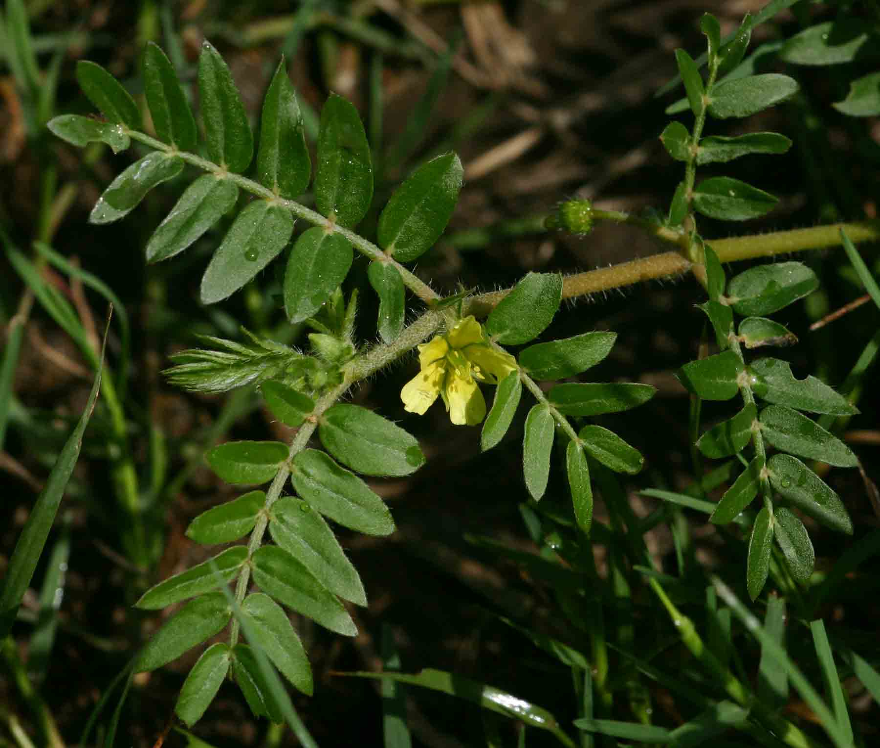 Tribulus terrestris Tribulus terrestris