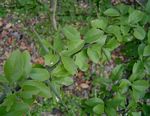 Balanites aegyptiaca var. aegyptiaca