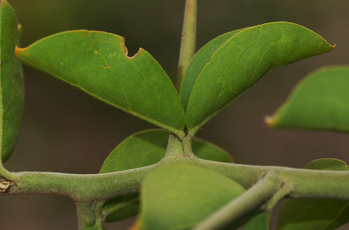 Balanites aegyptiaca var. aegyptiaca Balanites aegyptiaca var. aegyptiaca