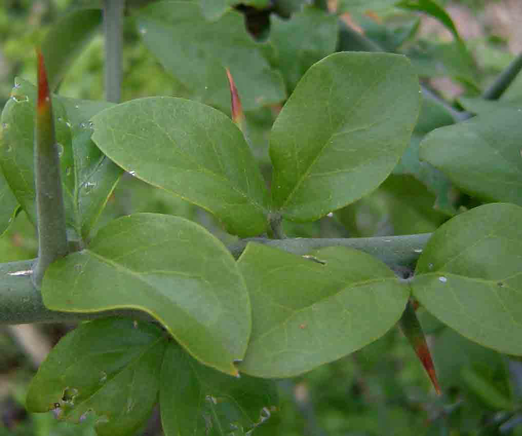 Balanites aegyptiaca var. aegyptiaca Balanites aegyptiaca var. aegyptiaca