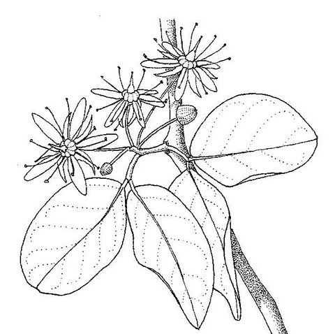 Balanites aegyptiaca var. aegyptiaca Balanites aegyptiaca var. aegyptiaca