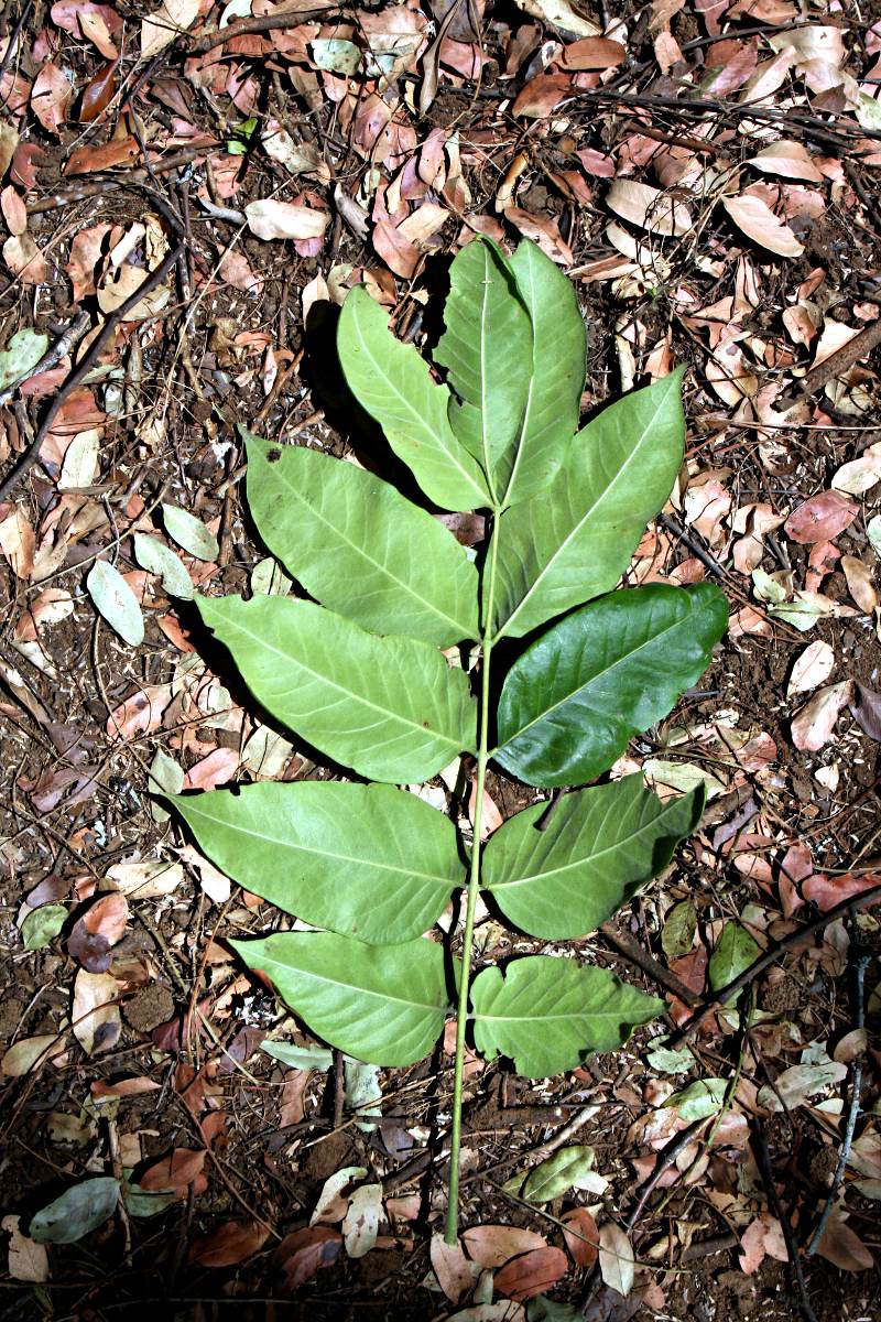 Fagaropsis angolensis Fagaropsis angolensis