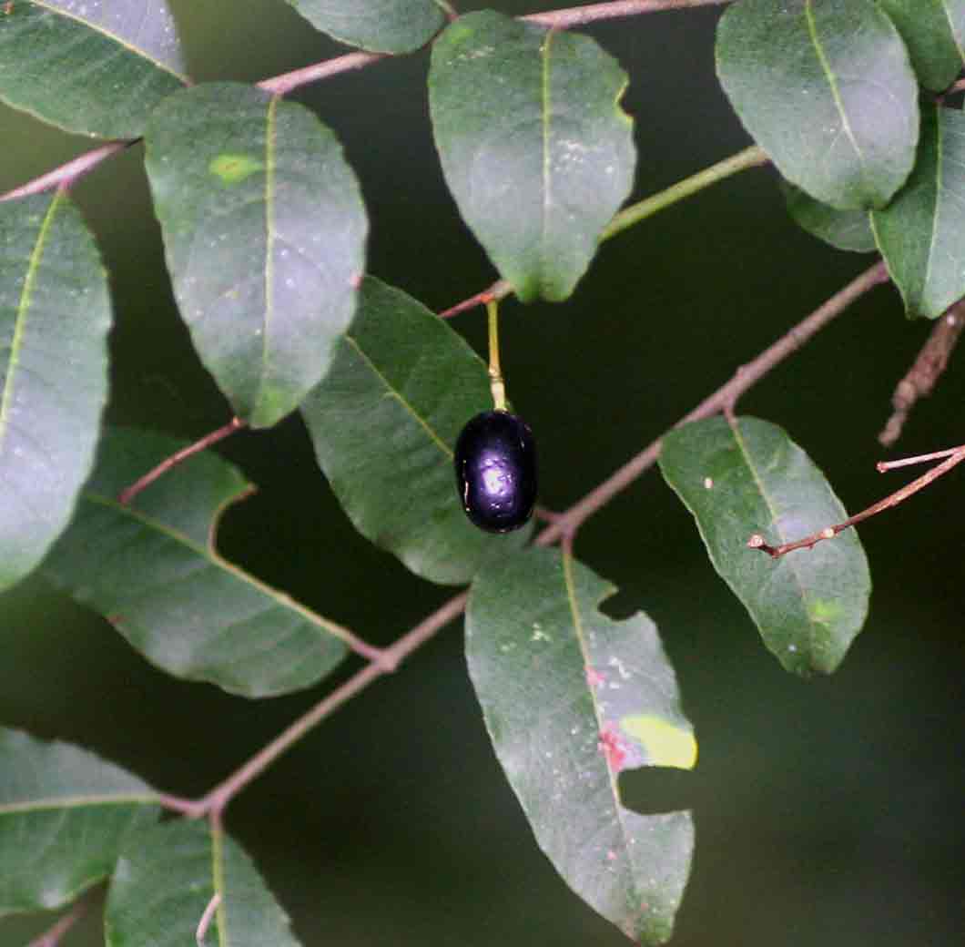 Clausena anisata Clausena anisata