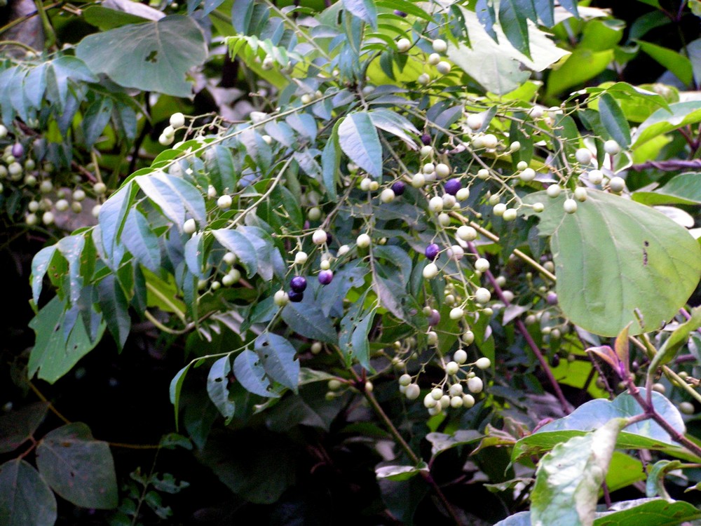 Clausena anisata Clausena anisata