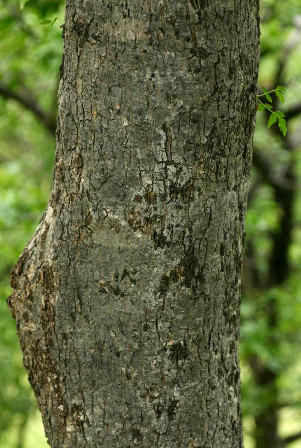 Kirkia acuminata Kirkia acuminata