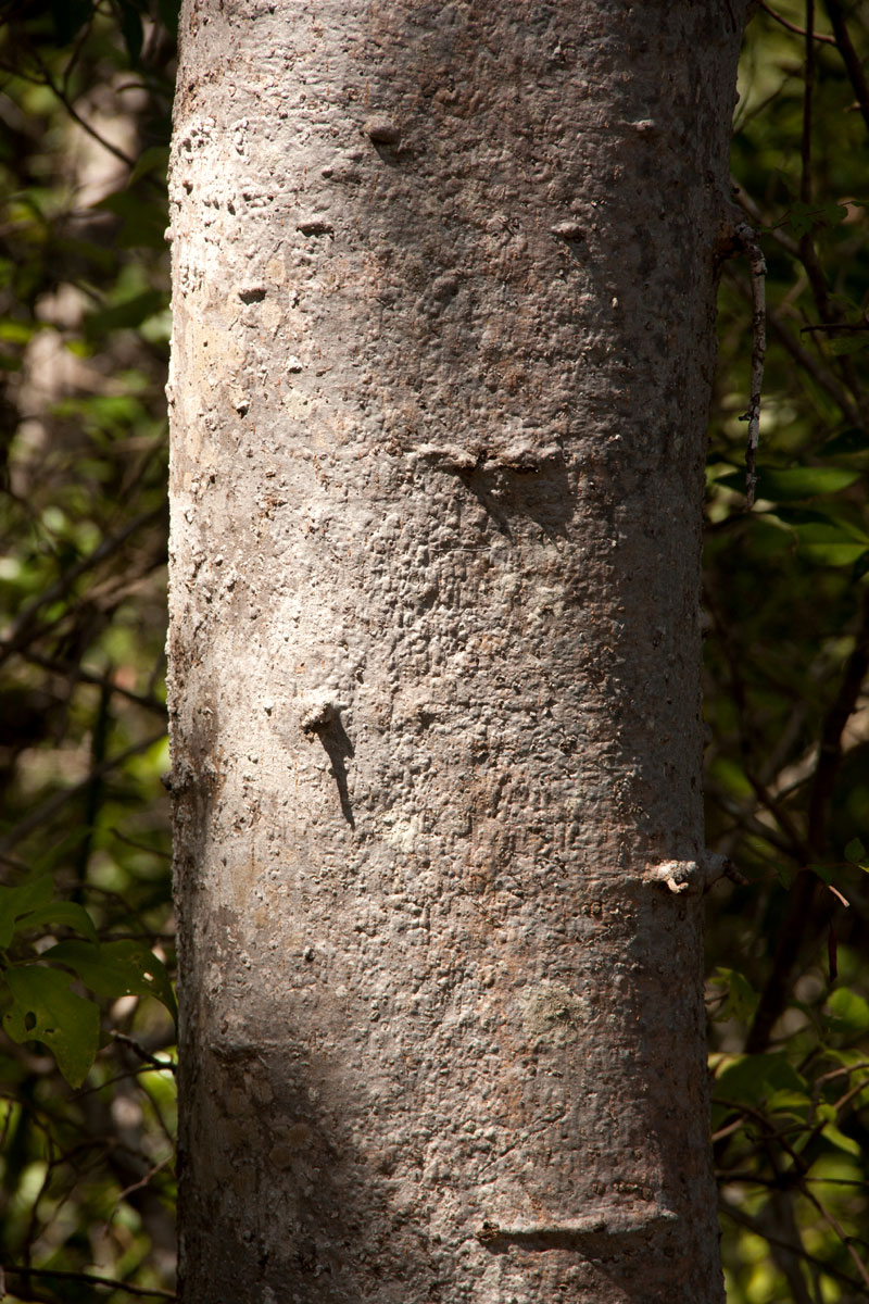 Kirkia acuminata Kirkia acuminata