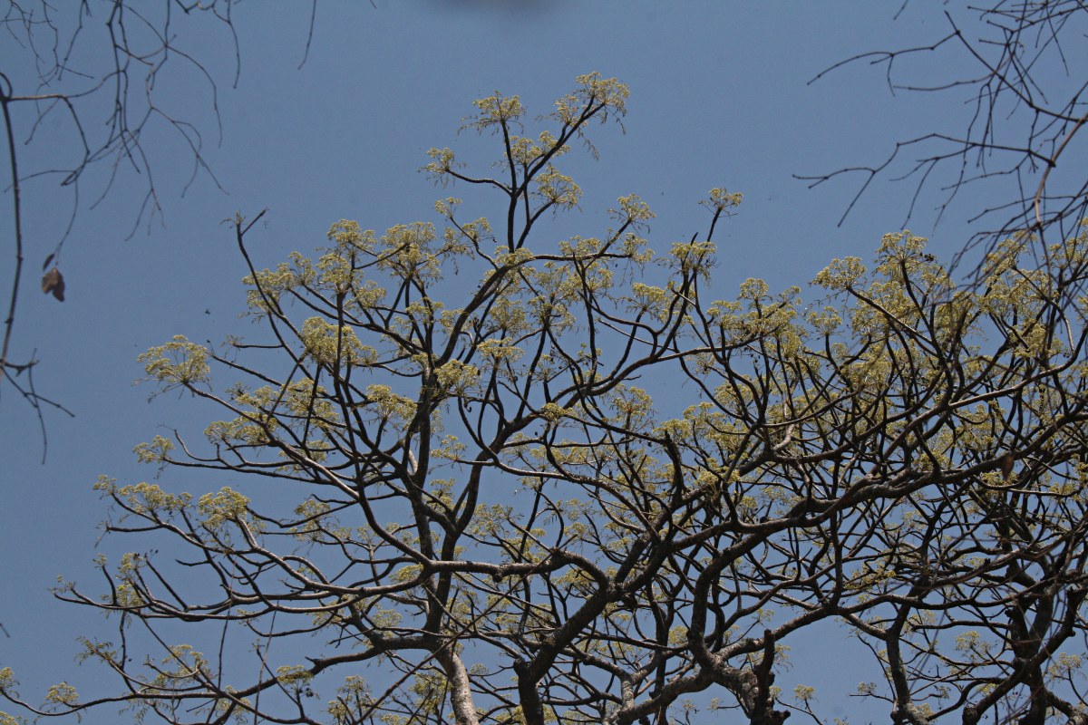 Kirkia acuminata Kirkia acuminata