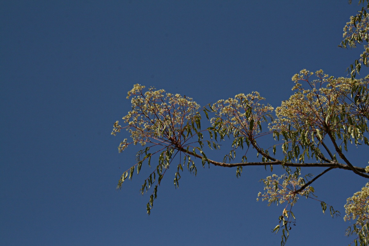 Kirkia acuminata Kirkia acuminata