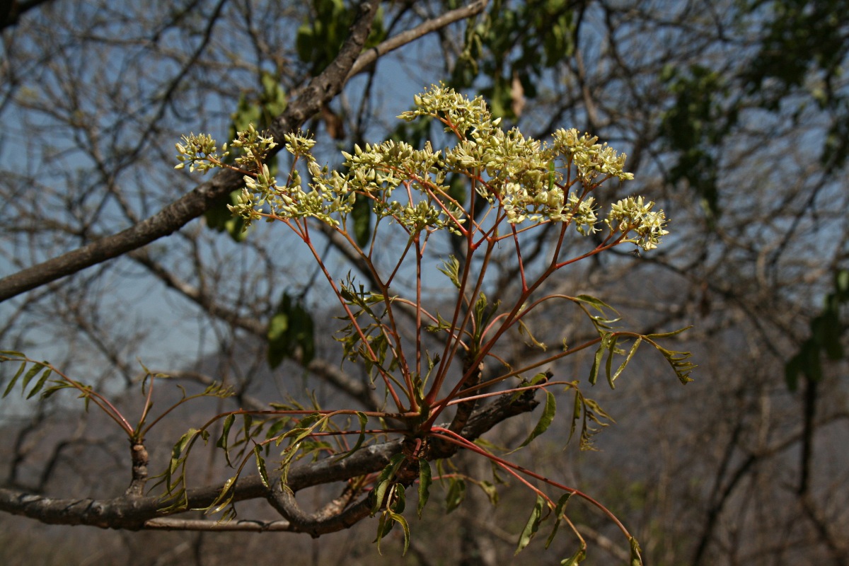 Kirkia acuminata Kirkia acuminata
