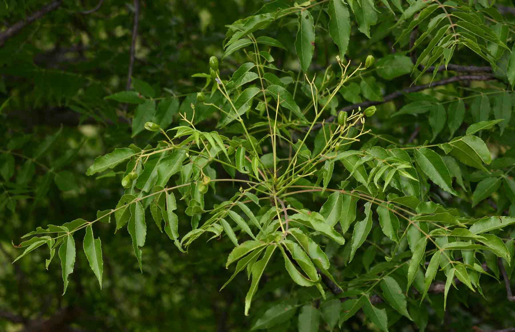 Kirkia acuminata Kirkia acuminata