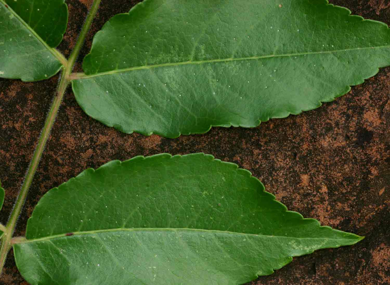 Kirkia acuminata Kirkia acuminata