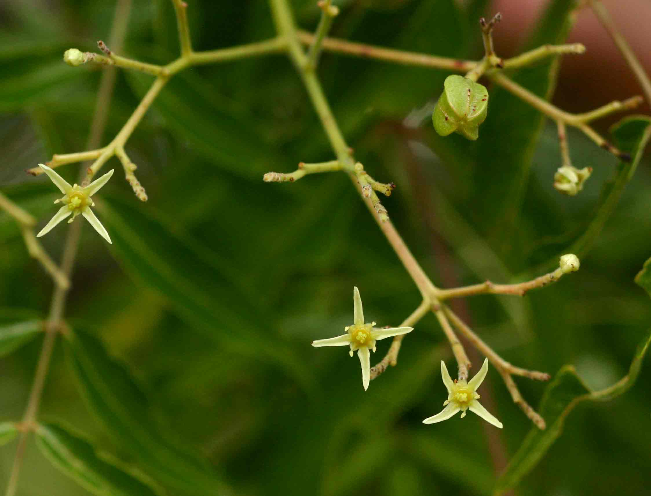 Kirkia acuminata Kirkia acuminata