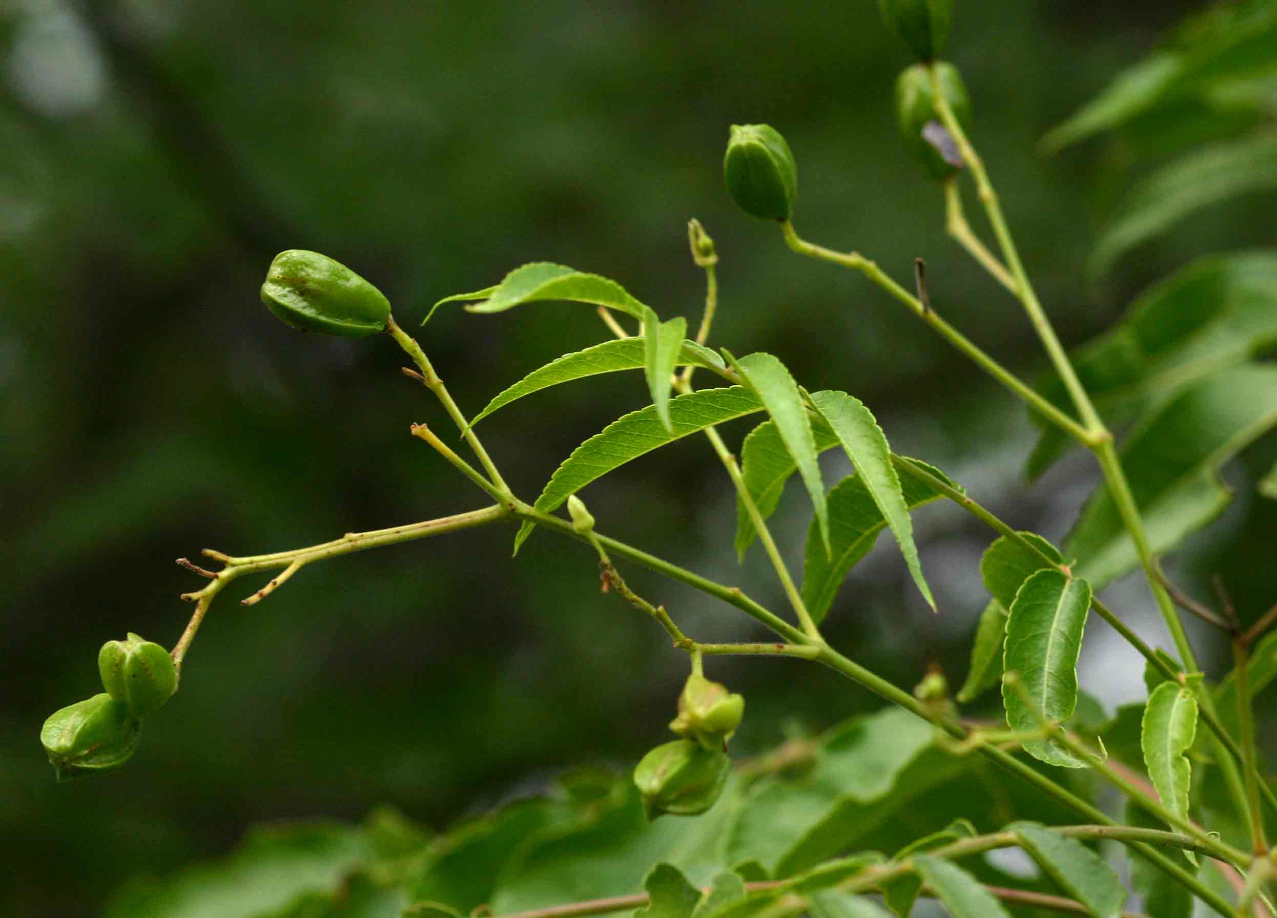 Kirkia acuminata Kirkia acuminata