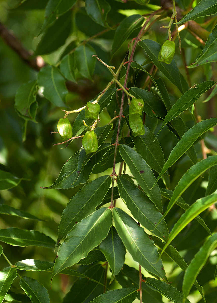 Kirkia acuminata Kirkia acuminata