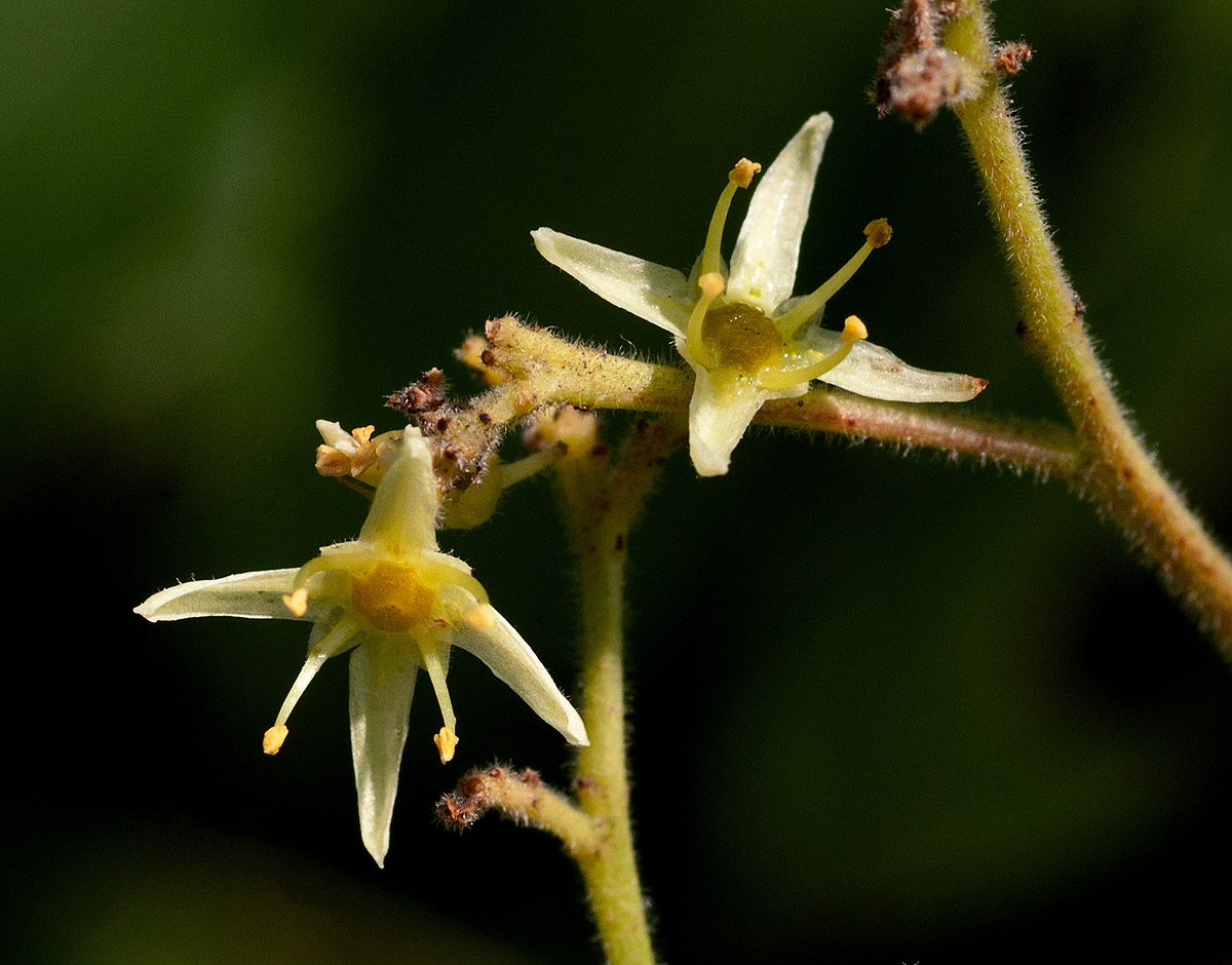 Kirkia acuminata Kirkia acuminata