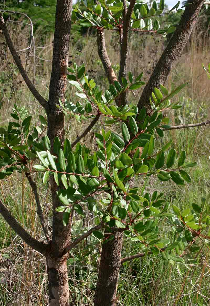 Ekebergia benguelensis Ekebergia benguelensis