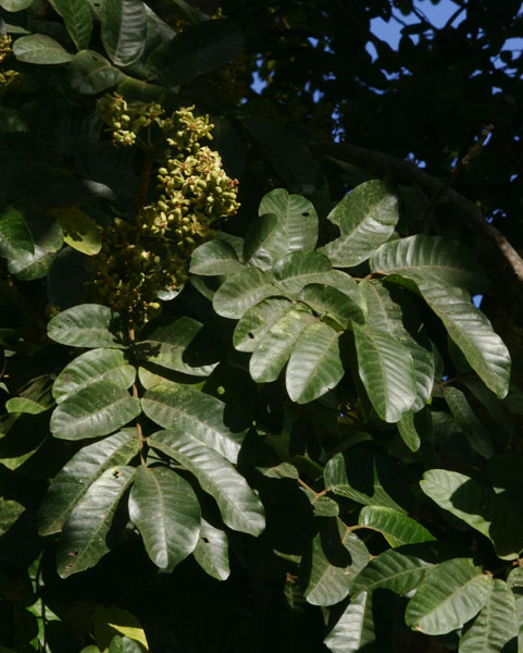 Trichilia emetica subsp. emetica Trichilia emetica subsp. emetica
