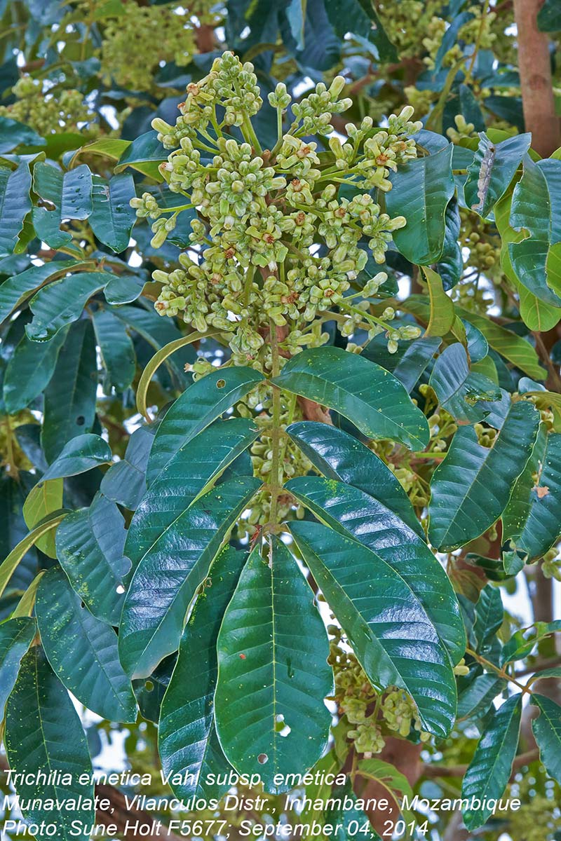 Trichilia emetica subsp. emetica Trichilia emetica subsp. emetica