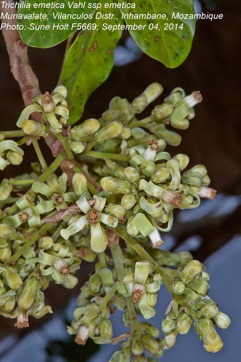 Trichilia emetica subsp. emetica Trichilia emetica subsp. emetica