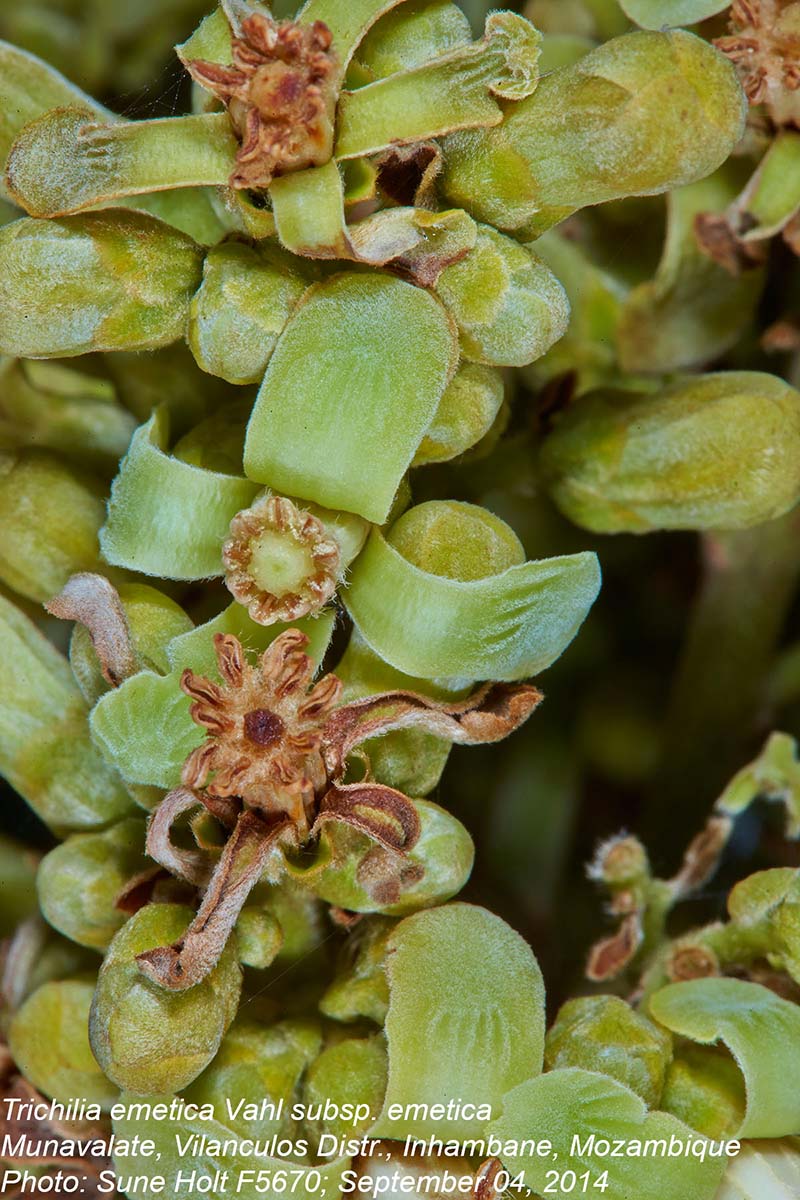 Trichilia emetica subsp. emetica Trichilia emetica subsp. emetica