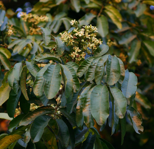 Trichilia emetica subsp. emetica Trichilia emetica subsp. emetica