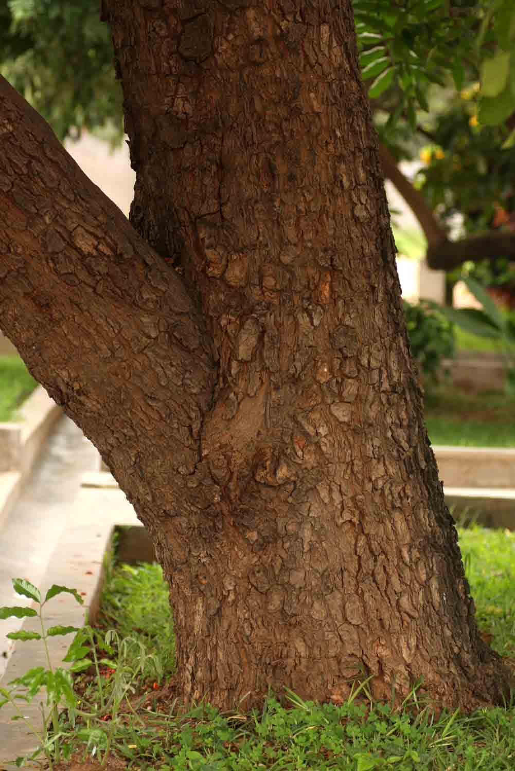 Trichilia emetica subsp. emetica Trichilia emetica subsp. emetica