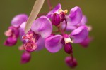 Securidaca longepedunculata