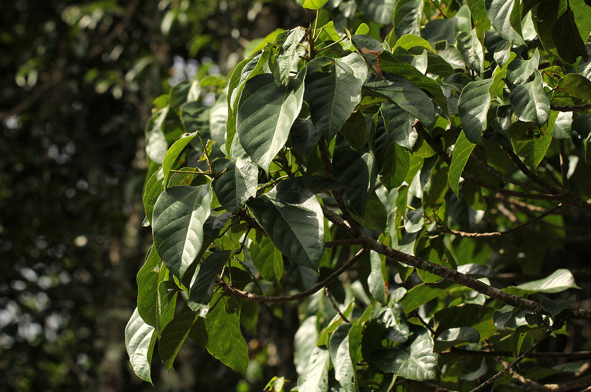 Macaranga mellifera