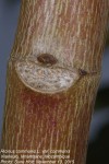 Ricinus communis var. communis