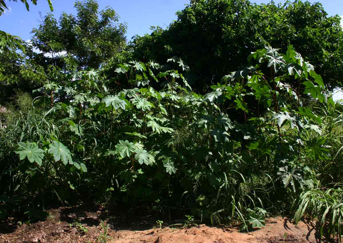Ricinus communis var. communis