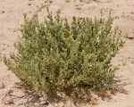 Cephalocroton mollis