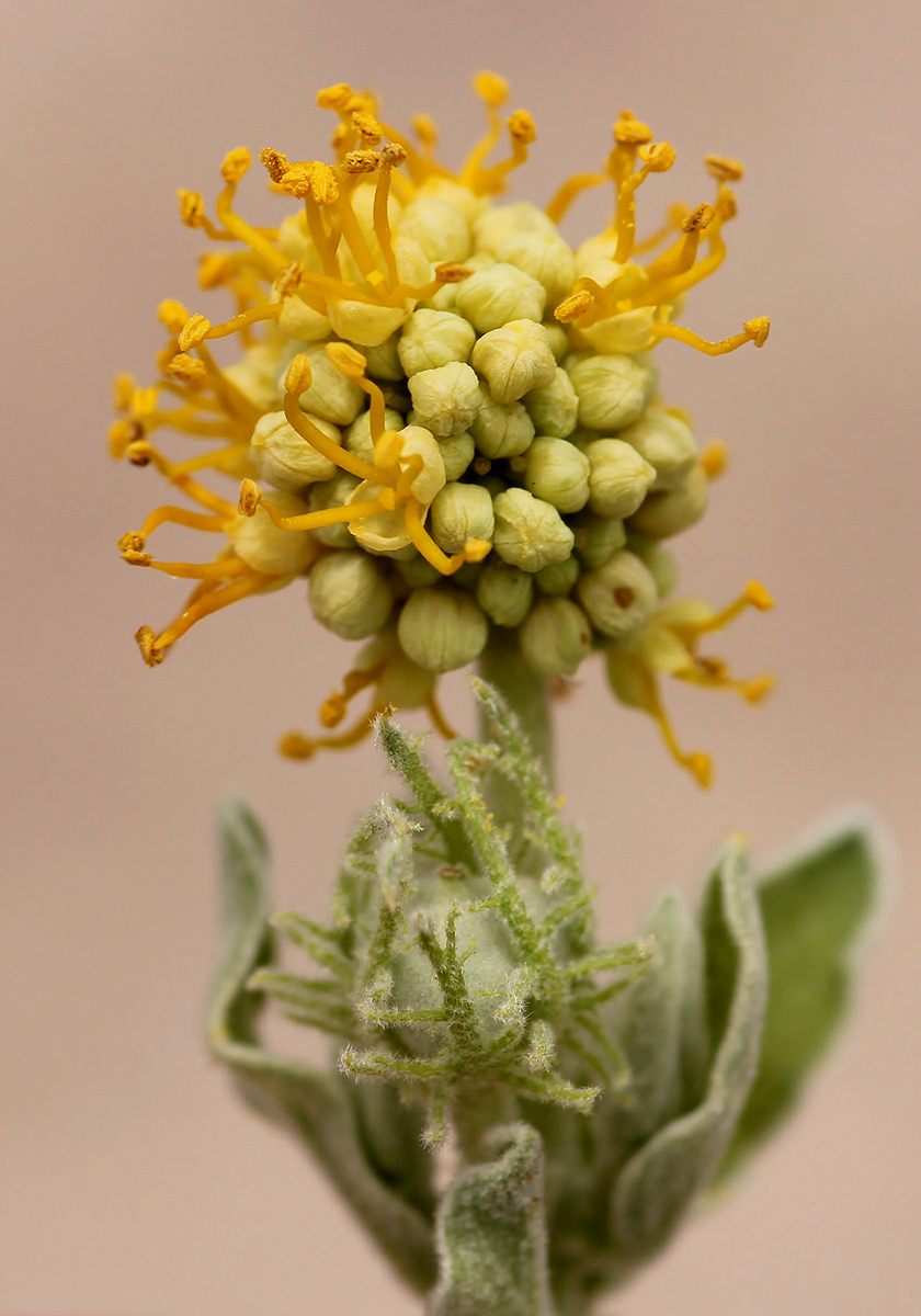 Cephalocroton mollis Cephalocroton mollis