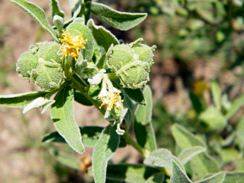 Cephalocroton mollis Cephalocroton mollis
