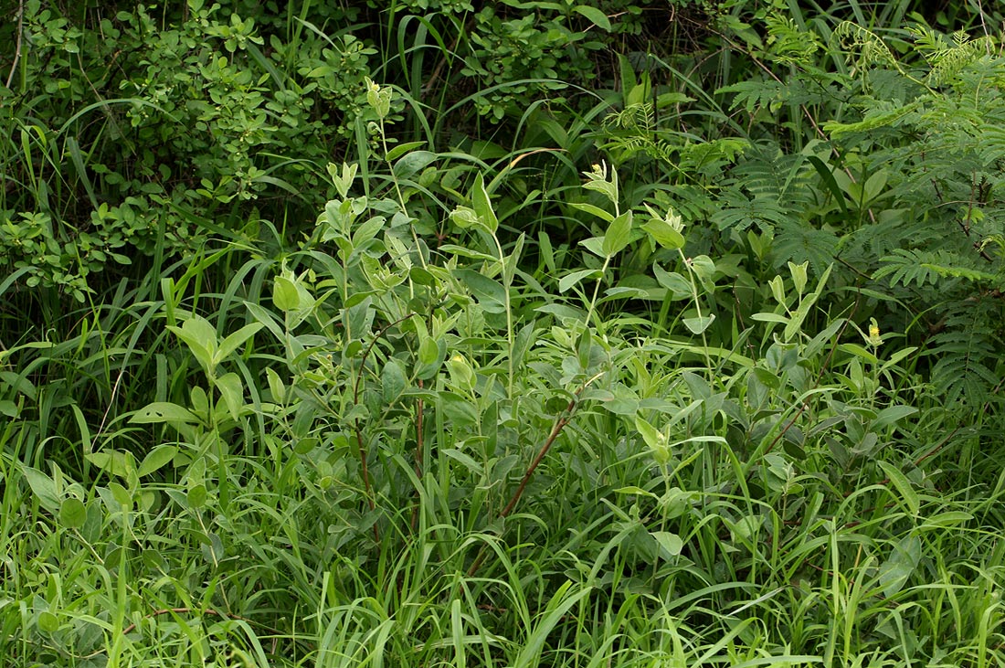 Cephalocroton mollis Cephalocroton mollis