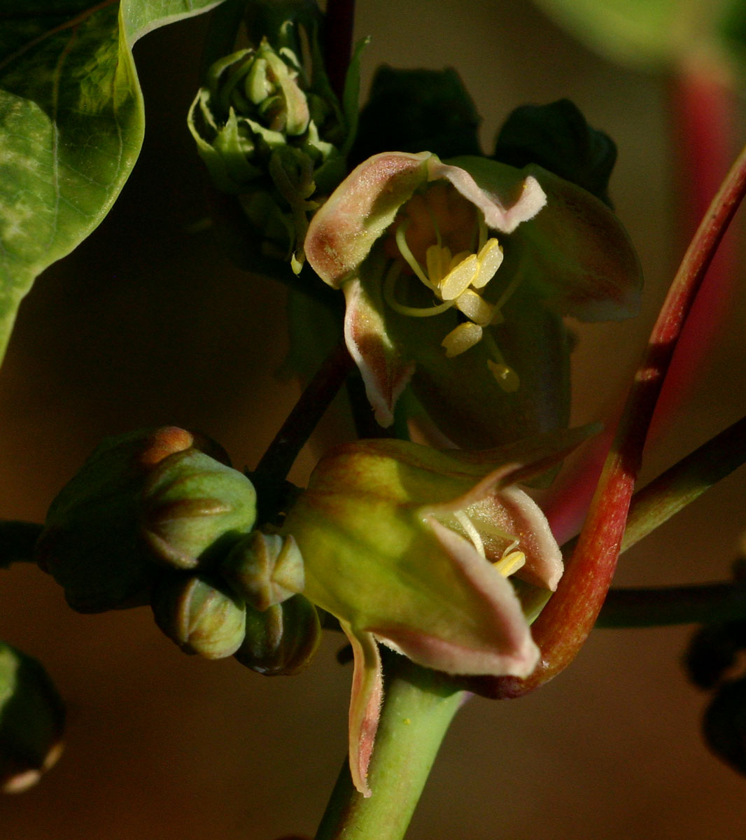 Manihot esculenta Manihot esculenta