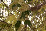 Schinziophyton rautanenii