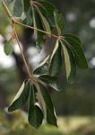 Schinziophyton rautanenii