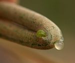 Schinziophyton rautanenii