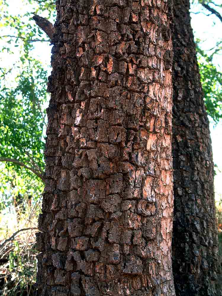 Spirostachys africana Spirostachys africana