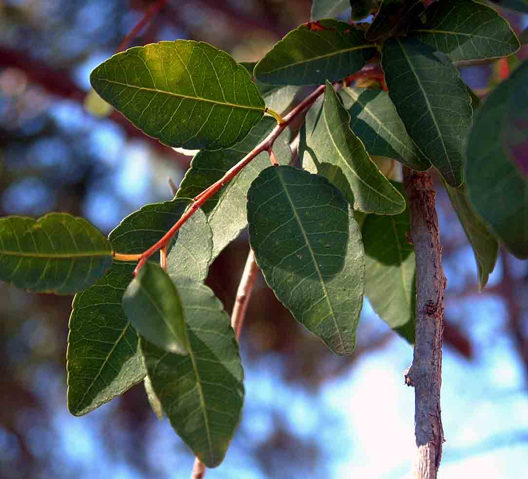 Spirostachys africana Spirostachys africana