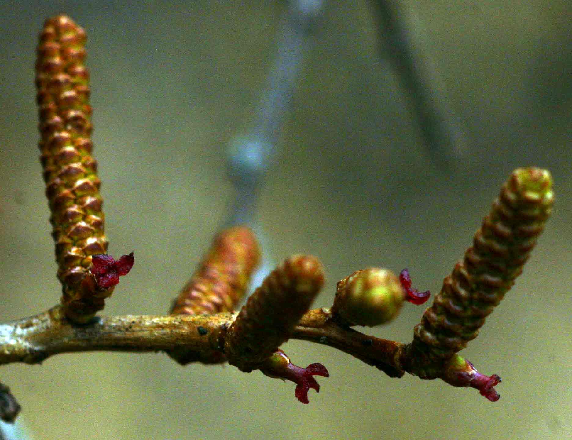 Spirostachys africana Spirostachys africana