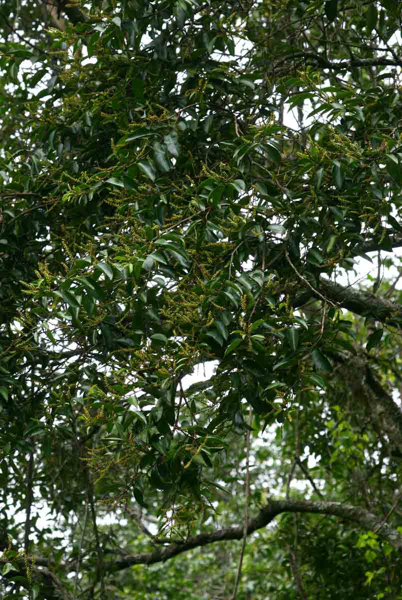 Shirakiopsis elliptica Shirakiopsis elliptica
