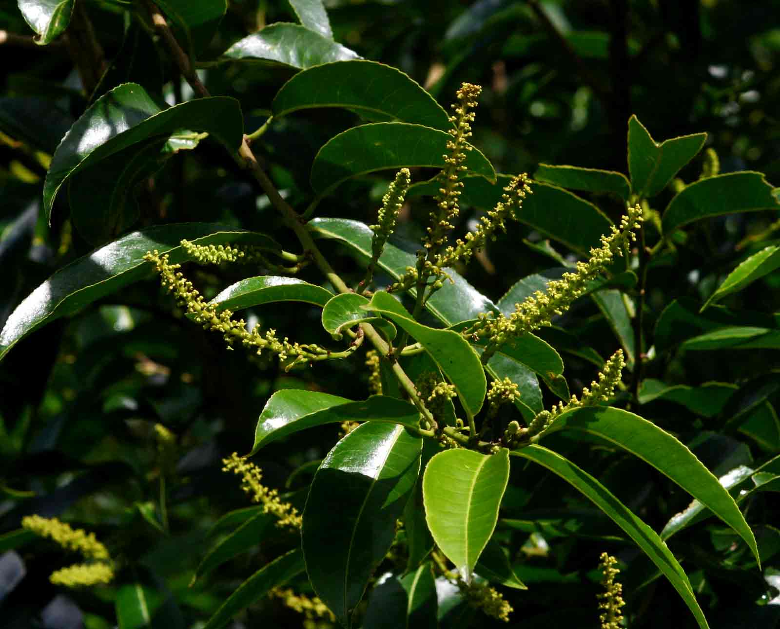 Shirakiopsis elliptica Shirakiopsis elliptica