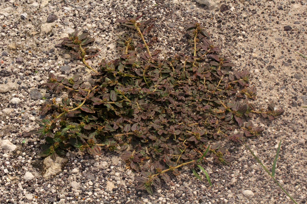 Euphorbia hirta Euphorbia hirta