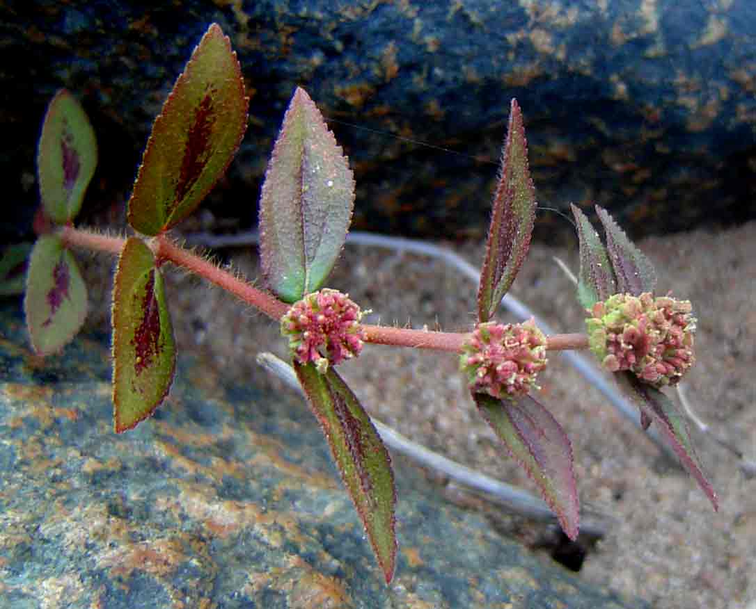 Euphorbia hirta Euphorbia hirta
