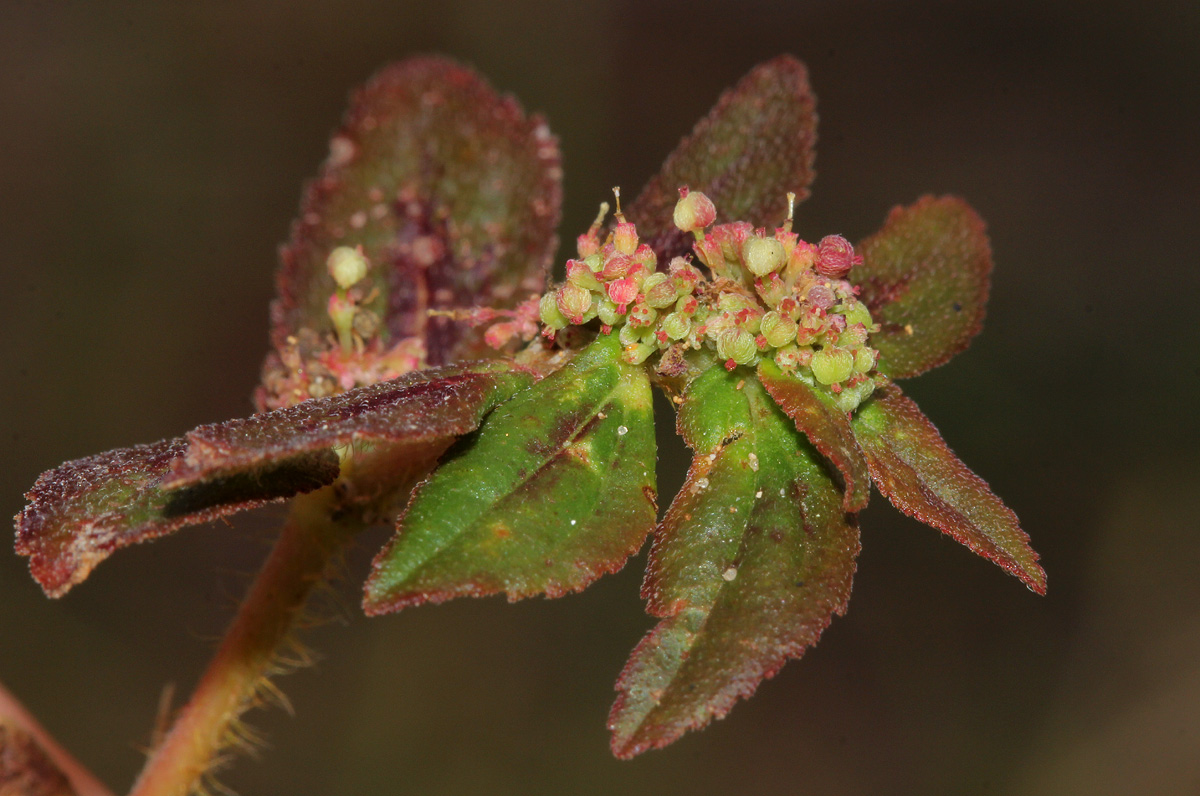 Euphorbia hirta Euphorbia hirta
