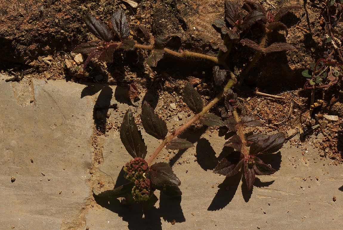 Euphorbia hirta Euphorbia hirta