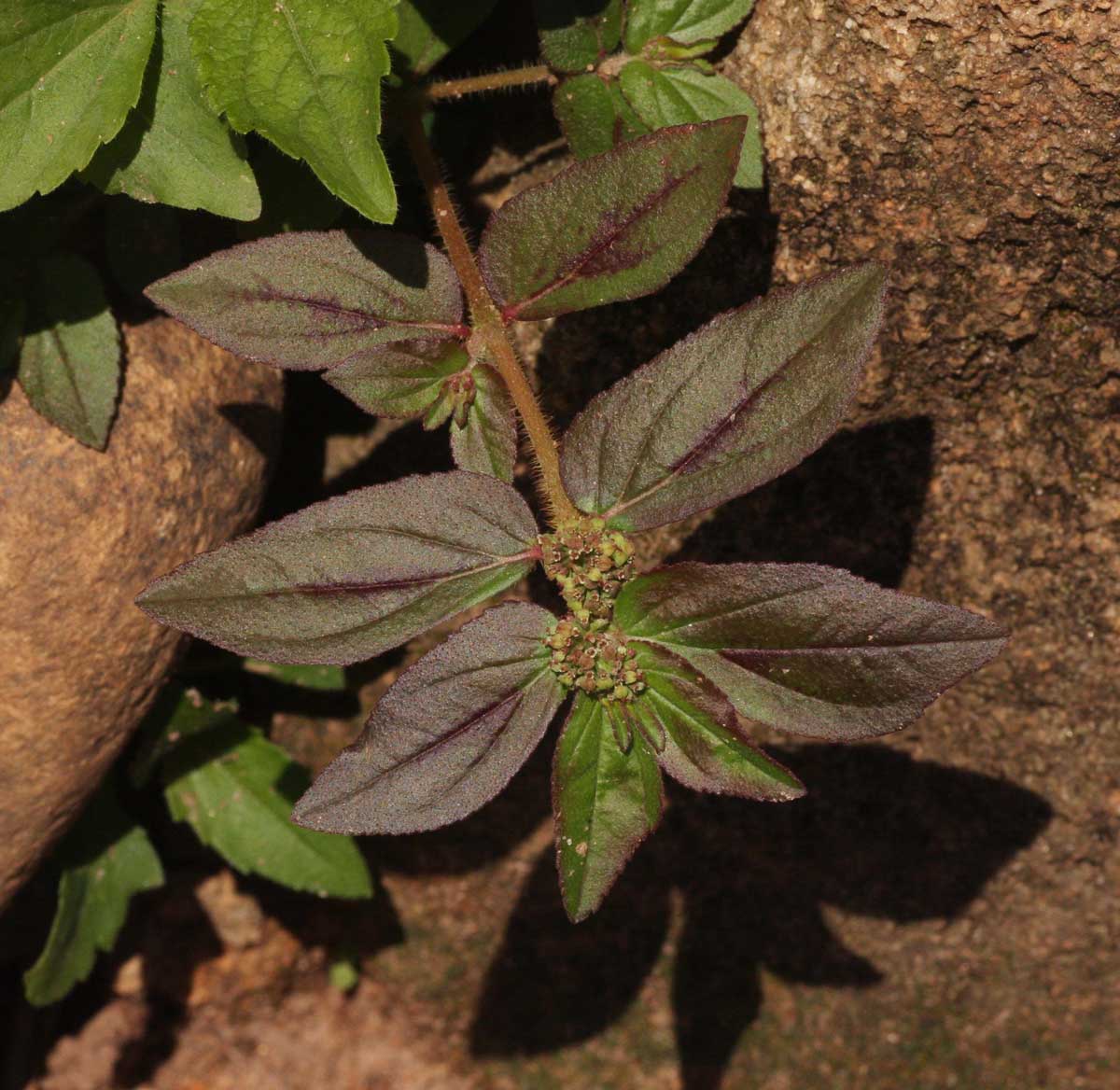 Euphorbia hirta Euphorbia hirta