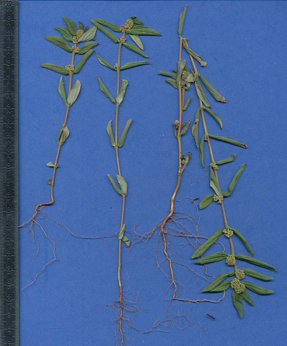 Euphorbia hirta Euphorbia hirta