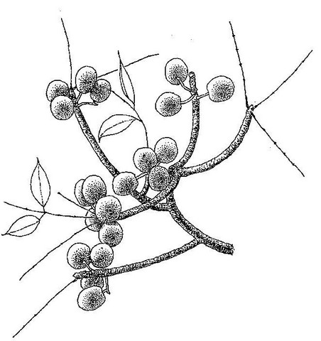 Sclerocarya birrea subsp. afra Sclerocarya birrea subsp. afra